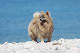 SPITZ ALLEMAND 365
